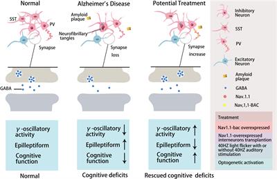 GABAergic Inhibitory Interneuron Deficits in Alzheimer’s Disease: Implications for Treatment